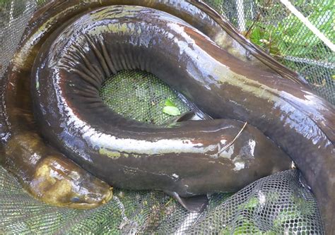 Big and beautiful longfin eel - River Lake