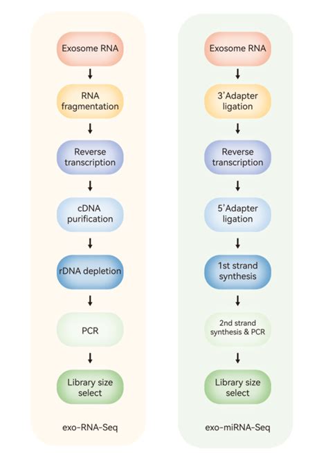 Exosome RNA seq 外泌体rna测序 技术 价格 公司 吉赛生物