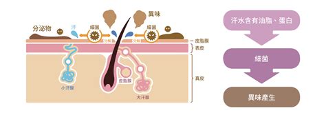 有狐臭怎麼辦？狐臭原因大解析 法喬醫美診所台北台中高雄