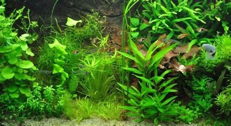 Nenáročné akvarijní rostliny (21 fotografií): oblíbené rostliny do ...