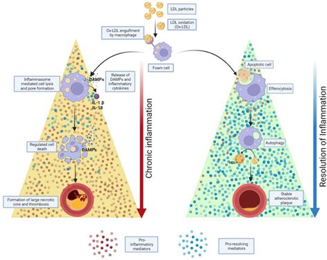 The Proportion Of Pro Inflammatory And Pro Resolving Mediators In Its