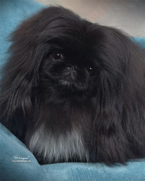 Photo Gallery Happy Tail Pekingese