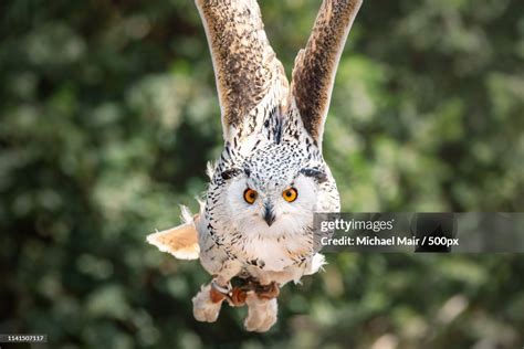 View Of Eastern Screech Owl In Flight High Res Stock Photo Getty Images