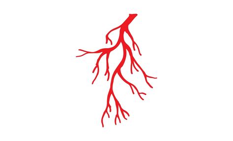 Human Veins and Arteries Illustration 12827978 Vector Art at Vecteezy