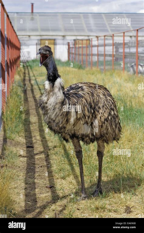 Funny Emu Hi Res Stock Photography And Images Alamy