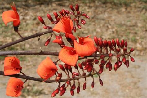 Bat S Wing Coral Tree Seeds Erythrina Vespertilio Etsy Ireland