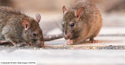 Nice Envahis Par Les Rats Les Habitants D Un Quartier Vivent Un Enfer