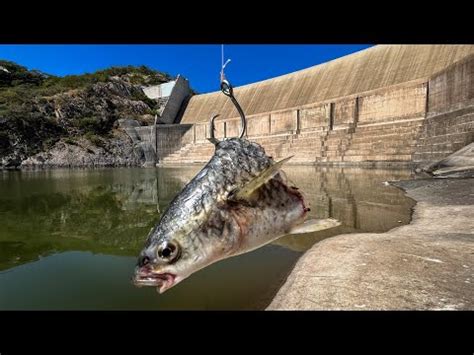 Pesca De Bagres Grandes Consejos Y T Cnicas Para Captura Exitosa Dia