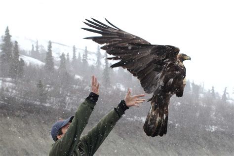 Golden Eagle Abundance in Alaska - Threatened, Endangered, and