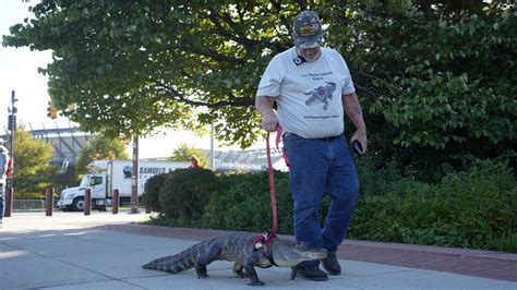 An emotional support alligator at a Phillies game? What really happened ...