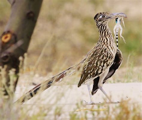 Arizona Roadrunner | Beautiful birds, Wild birds, Birds