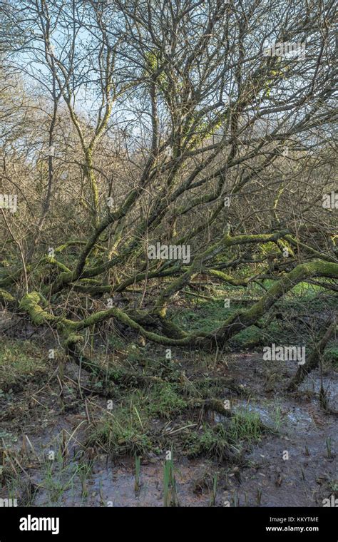 Waterlogged Trees In A Temperate Climate Swamp Forest Woodland Swamp