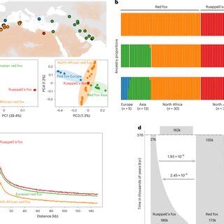 PDF North African Fox Genomes Show Signatures Of Repeated