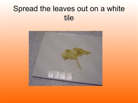 Testing A Leaf For Starch