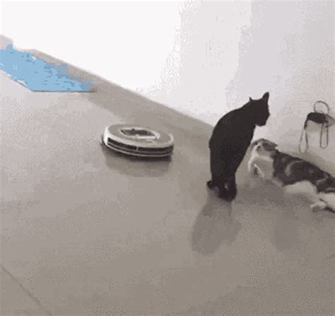 Cat Cats Cat Cats Discover Share Gifs