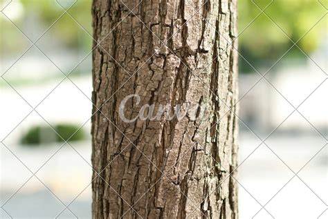 Tree Branch Wood Leaf Trunk Green Twig Flowering Plant Plant Stem