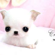 Royal Teacup Puppies - Pet Stores - Houston, TX - Phone Number - Yelp