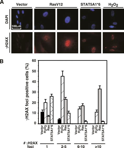 The DNA Damage Signaling Pathway Is A Critical Mediator Of Oncogene