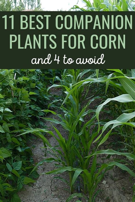 11 Best Companion Plants For Corn And 4 To Avoid