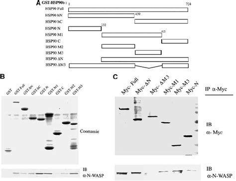 Identification Of The Hsp B Domain Responsible For Binding To N Wasp