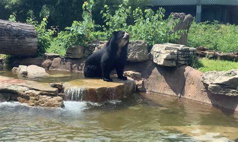 Bear escapes from habitat at St. Louis Zoo