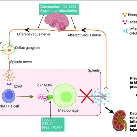 Cholinergic Anti Inflammatory Pathway Reduces Renal Inflammation And