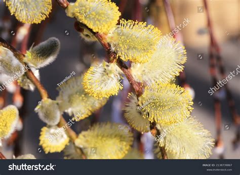 Pussy Willow Tree Sunny March Stock Photo Shutterstock
