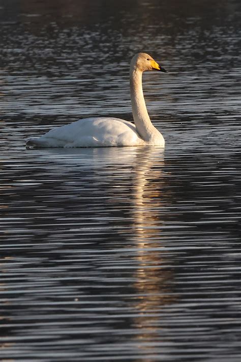 Swan Whooper Lake - Free photo on Pixabay - Pixabay