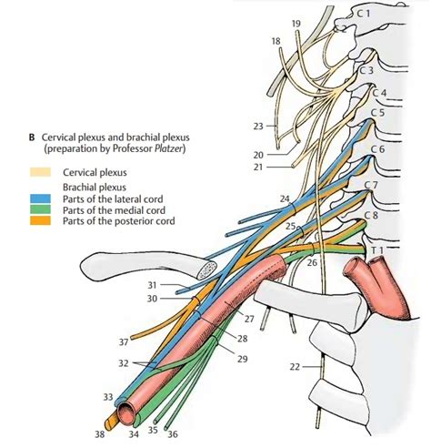 Peripheral Nerves