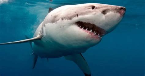 Splendide Foto Di Un Grande Squalo Bianco Trovato Morto Sulle Spiagge