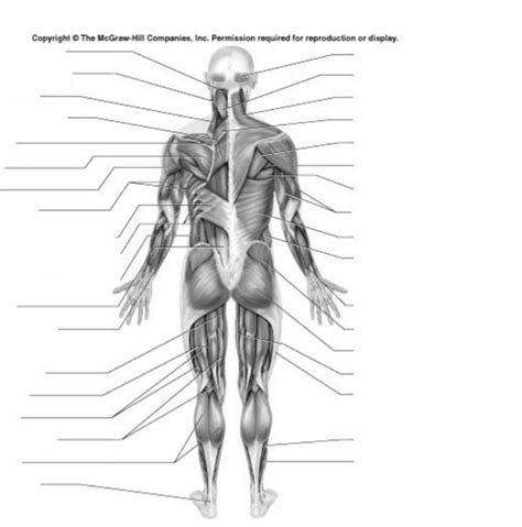 Human Muscle Quiz Back Of The Body Diagram Quizlet