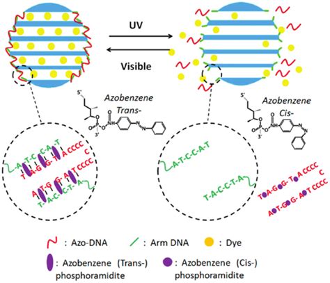 Azobenzene Based Photoswitchable Release System Incorporating Dna