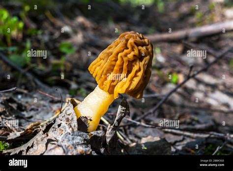 Hongo Morel Negro Comestible Que Crece En El Bosque Primaveral