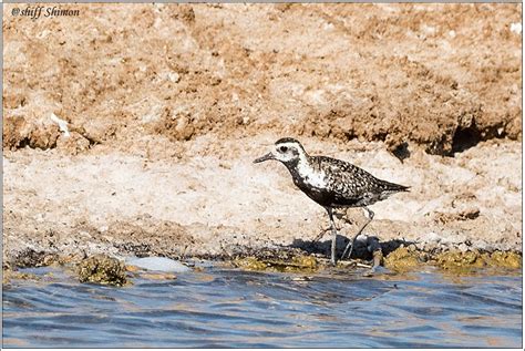 Israel Breeding Bird Atlas Checklist 27 Jun 2021 International