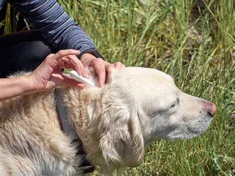 Pet Parasite Prevention And Control Frisco Tx Frisco Pet Hospital