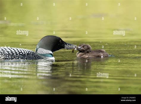 Common Loon Gavia Immer Feeding Chicks One Month La Mauricie