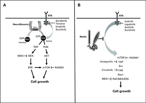 NF1 and NF2 genes/proteins. (A) The NF1 gene encodes a 2818 amino acid ...