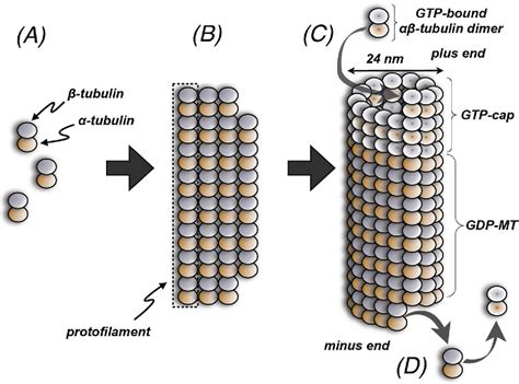 Figure 1 from Microtubule stabilizing agents as potential treatment for ... 