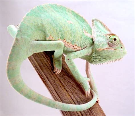 VEILED CHAMELEON Caresheet | Reptile Rapture