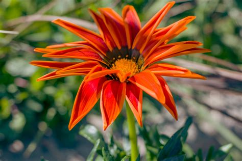 Nature Fresh Photos, Download The BEST Free Nature Fresh Stock Photos ...