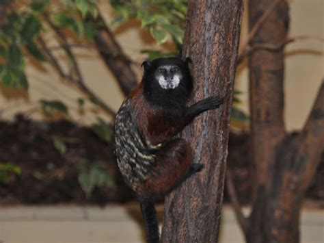 White Mantled Tamarin