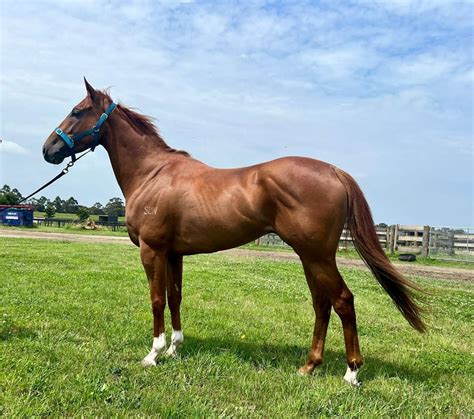 2023 December Online Sale Inglis Digital Online Auctions