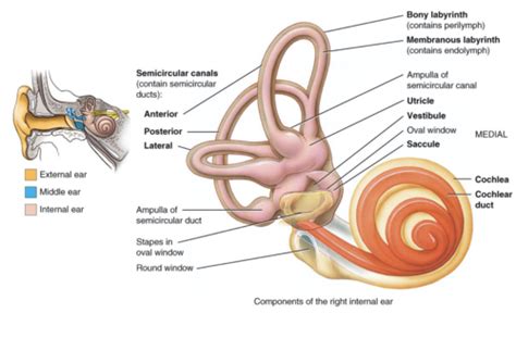 Special Senses Ears And Equilibrium Flashcards Quizlet