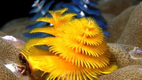 Unveiling The Secrets Of The Christmas Tree Worm Information Revealed