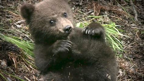 Cute Black Bear Cubs