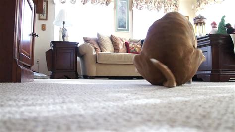 Why Do Dogs Rub Their Bum On The Floor