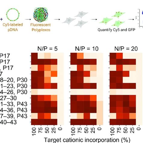 A Polyplexes Are Formulated With Cy Labeled Pdna And Cellular