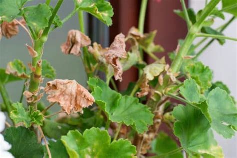 Geranium: How to Grow and Care for This Summer Favorite