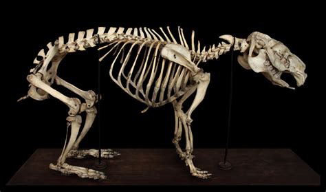 Skeleton Capybaras By Hontor On Deviantart