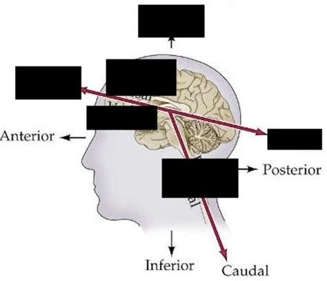 Neuro Quiz Flashcards Quizlet